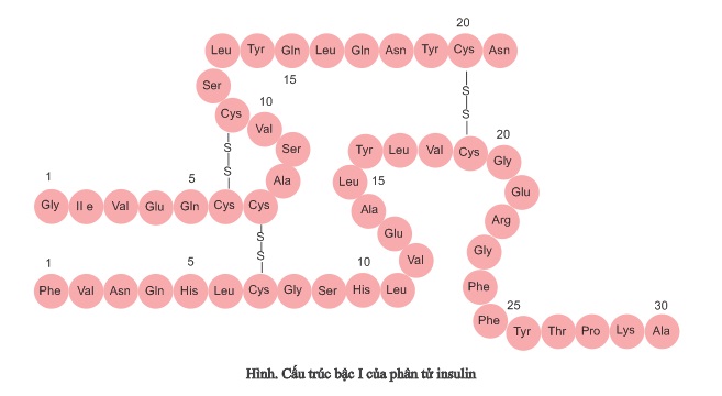 Tổng hợp 81 hình về cách làm mô hình protein  NEC