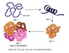 Hình ảnh về Amino axit Peptit và Protein